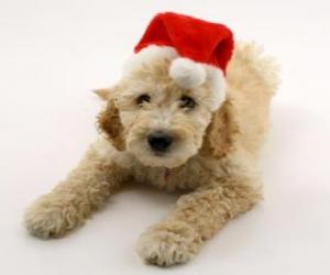 yapboz Şapkalı Noel kutlamaları için Elegant köpek yavrusu